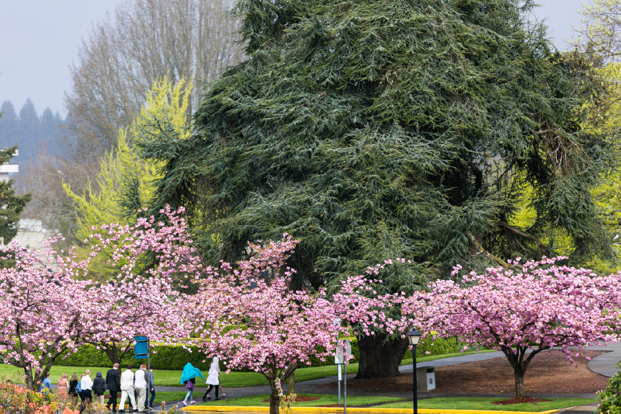 Cherry trees in bloom in front of a large fir tree.