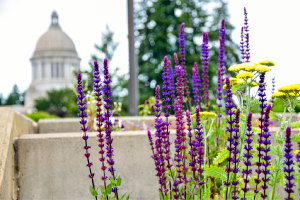 Small purple flowers bloom on vertical stalks with yellow flowers intermixed bloom in the Pollinator Garden.  The Capitol's dome is set in the far background.