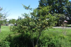 An Autumn Brilliance Amelanchier with the South Diagonal in the background