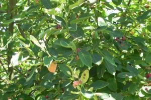 A close up of the leaves of an Autumn Brilliance Amelanchier