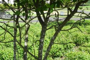 A zoomed in image of the trunk of an Autumn Brilliance Amelanchier