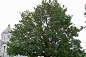 Big Leaf Maple tree with the Legislative Building in the background on the left side of the image