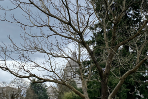 A leafless Bush Butternut tree in the foreground with a gray sky scene in the background