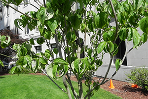 A close up of the Cloud 9 Dogwood leaves