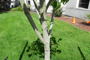 A close up of the Cloud 9 Dogwood trunk