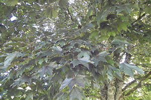 A close up of the Crimson King Norway Maple leaves shot from below looking up under the canopy of the tree