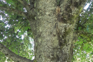 A close up of the Crimson King Norway Maple tree trunk