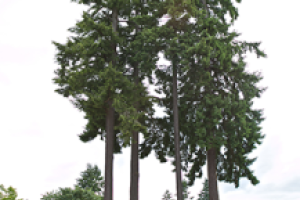 A pair of tall Douglas Firs extend higher than any other trees nearby