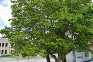 An Eastern Flowering Dogwood tree grows toward the street to its left