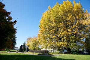 A mature English Oak in fall golden brilliance with a blue sky background