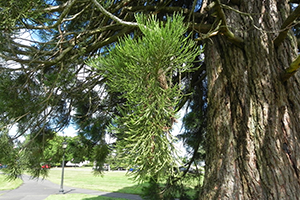 A close up of the needles of a Giant Sequoia tree