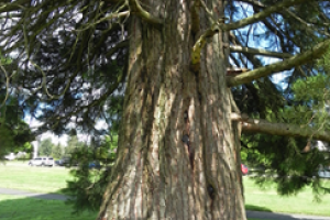 A close up of the trunk of a Giant Sequoia tree