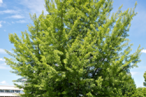 A green leafy Ginkgo tree with a blue sky backdrop that contains a few small white clouds