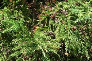 A close up of the needles of a Japanese Cryptomeria tree