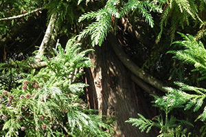 A close up of the trunk of a Japanese Cryptomeria tree