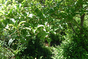 A close up of the leaves of a Japanese Snowbell tree