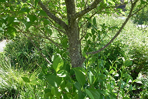 A close up of the trunk of a Japanese Snowbell tree