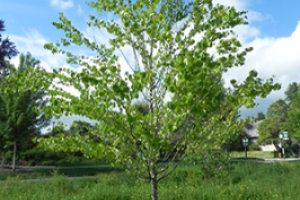 The small green leaves of the Katsura tree are prominently featured.