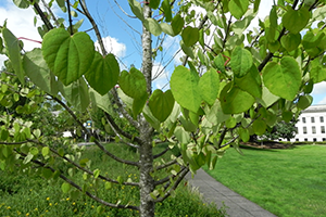 A close up of the trunk of a Katsura tree