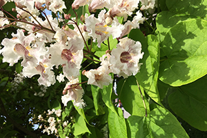 The bell-shaped blooms of the Northern Catalpa tree are white with purple stripes.
