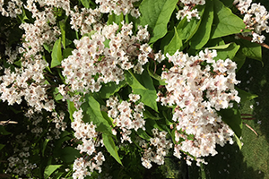 Northern Catalpa tree blooms with green leaves interspersed