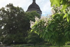 A blooming Northern Catalpa tree takes the right half of the image and the Legislative Building is centered in the image background