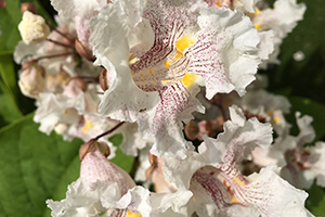 A close up of the Northern Catalpa tree bloom showcases the beauty of the white bell-shaped bloom with purple and yellow stripes on the flower's inside