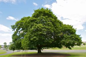 A Norway Maple tree is centered with green grass in the foreground and a partly cloudy blue sky background