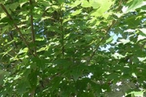 A close up of the leaves of a Red Maple tree