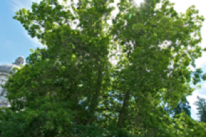 The green leaves of a Red Oak tree reach toward a partly white cloud/ blue sky