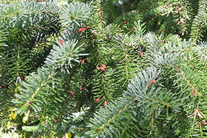 A close up of the needles on a Serbian Spruce tree