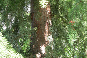 A close up of the trunk on a Serbian Spruce tree