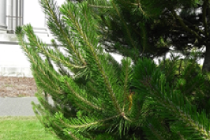 A close up of the needles on a Shore Pine tree