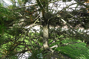 A close up of the trunk on a Shore Pine tree