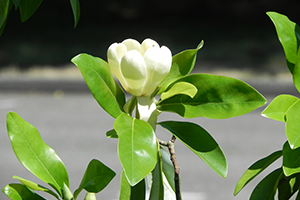 A close up of the blooming flower on a Sweetbay Magnolia