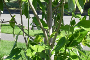 A close up of the trunk on a Sweetbay Magnolia