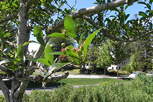 A close up of the leaves on a Thornless Cockspur Hawthorn tree