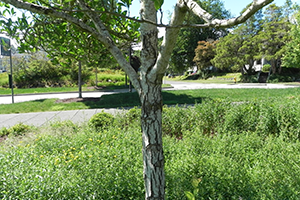 A close up of the trunk on a Thornless Cockspur Hawthorn tree