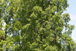 A Tulip tree takes up the majority of the frame with a mostly blue sky background