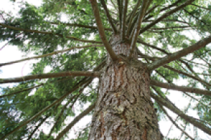 A view looking up from the bottom of the Washington Moon Tree