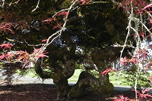 A close up of the trunk on a Weeping Cutleaf Redleaf Japanese Maple tree