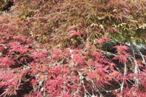 A close up of the leaves on a Weeping Cutleaf Redleaf Japanese Maple tree