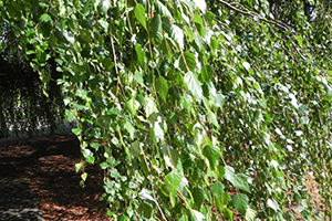 A close up on the leaves of a Weeping White Birch tree