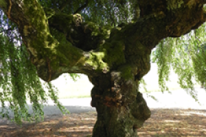 A close up of the trunk on a Weeping White Birch tree