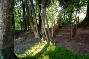 A nature scene with the sun shining through the tops of green, leafy trees and a mulch pathway leading wooden steps in the distance.