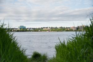 A nature scene predominantly featuring Capitol Lake, with tall grass in the foreground and downtown Olympia in the distance.