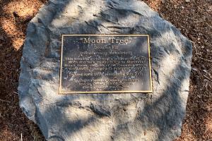 A plaque labeled "Moon Tree," with a detailed description of the tree's origin, is set into a round stone that lays in a bed of mulch.