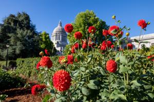 Red, spherical flowers in the Sunken Garden with large trees and the Legislative Building in the background.