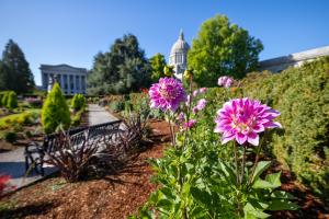 Beautiful pink flowers planted in a mulch flower bed within the Sunken Garden next to a metal park bench, with large trees, the Insurance Building, and the Legislative Building in the background.