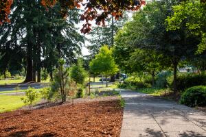 A stone pathway beside small trees planted in a fresh bed of mulch, which is surrounded by various larger trees.